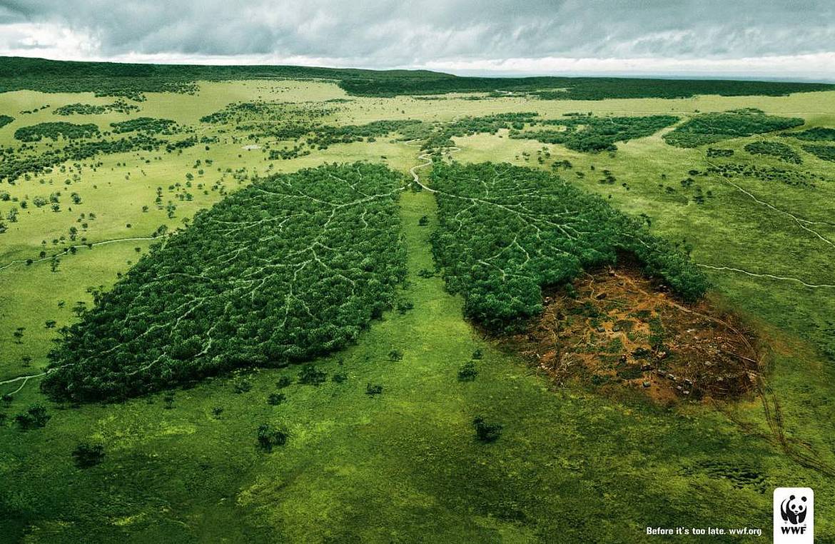 Vista aérea de un bosque parcialmente talado en una campaña de WWF sobre concienciación ambiental